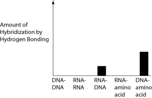 <strong>Several scientific laboratories across the globe are performing research concerning the origin of life on Earth. Given our current understanding of Earth's first genetic systems, which of the following results would you predict would be obtained in abiotic experiments testing the potential for hydrogen bonding between various nucleic acids and amino acids?</strong> A) B) C) D)