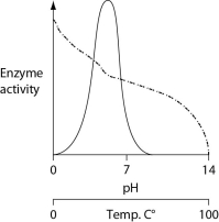 <strong>Consider the thermoacidophile Sulfolobus acidocaldarius. Which of the following graphs most accurately depicts the expected temperature and pH profiles of its enzymes? (Note: The horizontal axes of these graphs are double, with pH above and temperature below.) </strong> A) B) C) D)