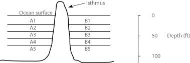 The next few questions refer to the following description. In the ocean, on either side of the Isthmus of Panama, are 30 species of snapping shrimp; some are shallow-water species, and others are adapted to deep water. There are 15 species on the Pacific side and 15 different species on the Atlantic side. The Isthmus of Panama started rising about 10 million years ago. In Figure 22.1, the isthmus separates the Pacific Ocean on the left (side A)  from the Atlantic Ocean on the right (side B) . The seawater on either side of the isthmus is separated into five depth habitats (1-5) , with 1 being the shallowest.    Figure 22.1 -In which habitat should one find snapping shrimp most closely related to shrimp that live in habitat A4? A)  A3 B)  A5 C)  B4 D)  either A3 or A5 E)  any species from any one of the side A habitats