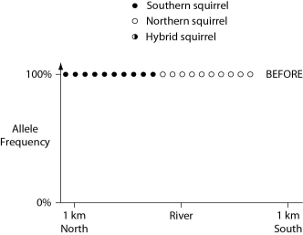 In a hypothetical situation, the National Park Service, which administers Grand Canyon National Park in Arizona, builds a footbridge over the Colorado River at the bottom of the canyon. The footbridge permits migration to occur between populations of two closely related antelope squirrels. Previously, one type of squirrel had been restricted to the terrain south of the river, and the other type had been restricted to terrain on the north side of the river. Immediately before and 10 years after the bridge's completion, researchers collected 10 antelope squirrels from both sides of the river, took blood samples, and collected frequencies of alleles unique to the two types of antelope squirrels (see the graphs in Figures 22.2 and 22.3) .    Figure 22.2    Figure 22.3 -The data in these graphs indicate that A)  a hybrid zone was established after the completion of the bridge. B)  there was no migration between the two squirrel populations after the bridge was completed. C)  gene flow occurred from one type of squirrel into the gene pool of the other type of squirrel. D)  two-way migration of squirrels occurred across the bridge, but without hybridization. E)  some northern squirrels migrated south, but no southern squirrels migrated north across the bridge.