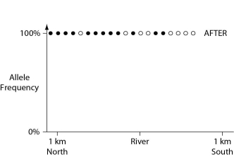 In a hypothetical situation, the National Park Service, which administers Grand Canyon National Park in Arizona, builds a footbridge over the Colorado River at the bottom of the canyon. The footbridge permits migration to occur between populations of two closely related antelope squirrels. Previously, one type of squirrel had been restricted to the terrain south of the river, and the other type had been restricted to terrain on the north side of the river. Immediately before and 10 years after the bridge's completion, researchers collected 10 antelope squirrels from both sides of the river, took blood samples, and collected frequencies of alleles unique to the two types of antelope squirrels (see the graphs in Figures 22.2 and 22.3) .    Figure 22.2    Figure 22.3 -The data in these graphs indicate that A)  a hybrid zone was established after the completion of the bridge. B)  there was no migration between the two squirrel populations after the bridge was completed. C)  gene flow occurred from one type of squirrel into the gene pool of the other type of squirrel. D)  two-way migration of squirrels occurred across the bridge, but without hybridization. E)  some northern squirrels migrated south, but no southern squirrels migrated north across the bridge.