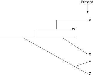 The next few questions refer to the evolutionary tree in Figure 22.4, whose horizontal axis represents time (present time is on the far right)  and whose vertical axis represents morphological change.    Figure 22.4 -Which species is least expected to have a good record of transitional fossils; in other words, which species' fossils, if present at all, are expected only in relatively superficial (i.e., shallow)  strata? A)  V B)  W C)  X D)  Y E)  Z