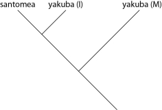 Which of these evolutionary trees represents the situation described in the previous paragraph? (Note: Yakuba (I)  represents the island population, and yakuba (M)  represents the mainland population.)  A)    B)    C)    D)   