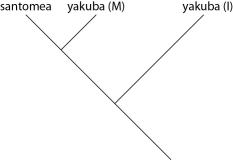 Which of these evolutionary trees represents the situation described in the previous paragraph? (Note: Yakuba (I)  represents the island population, and yakuba (M)  represents the mainland population.)  A)    B)    C)    D)   