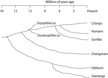   Figure 20.4 Humans, chimpanzees, gorillas, and orangutans are members of a clade called the great apes, which shared a common ancestor about 18 million years ago. Gibbons and siamangs comprise a clade called the lesser apes. Tree-branch lengths indicate elapsed time. -From Figure 20.4, which other event occurred closest in time to the divergence of gorillas from the lineage that led to humans and chimps? A)  the divergence of chimps and humans B)  the divergence of Dryopithecus and Ouranopithecus C)  the divergence of gibbons and siamangs D)  could be either the divergence of chimps and humans OR of Dryopithecus and Ouranopithecus E)  could be either the divergence of chimps and humans OR of gibbons and siamangs