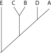 The next questions refer to Table 20.1, which compares the % sequence homology of four different parts (two introns and two exons)  of a gene that is found in five different eukaryotic species. Each part is numbered to indicate its distance from the promoter (e.g., Intron I is the one closest to the promoter) . The data reported for species A were obtained by comparing DNA from one member of species A to the DNA of another member of species A.    Table 20.1 -Based on the tabular data, and assuming that time advances vertically, which cladogram (a type of phylogenetic tree)  is the most likely depiction of the evolutionary relationships among these five species? A)    B)    C)    D)   