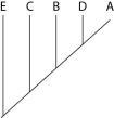 The next questions refer to Table 20.1, which compares the % sequence homology of four different parts (two introns and two exons)  of a gene that is found in five different eukaryotic species. Each part is numbered to indicate its distance from the promoter (e.g., Intron I is the one closest to the promoter) . The data reported for species A were obtained by comparing DNA from one member of species A to the DNA of another member of species A.    Table 20.1 -Based on the tabular data, and assuming that time advances vertically, which cladogram (a type of phylogenetic tree)  is the most likely depiction of the evolutionary relationships among these five species? A)    B)    C)    D)   