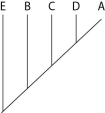The next questions refer to Table 20.1, which compares the % sequence homology of four different parts (two introns and two exons)  of a gene that is found in five different eukaryotic species. Each part is numbered to indicate its distance from the promoter (e.g., Intron I is the one closest to the promoter) . The data reported for species A were obtained by comparing DNA from one member of species A to the DNA of another member of species A.    Table 20.1 -Based on the tabular data, and assuming that time advances vertically, which cladogram (a type of phylogenetic tree)  is the most likely depiction of the evolutionary relationships among these five species? A)    B)    C)    D)   