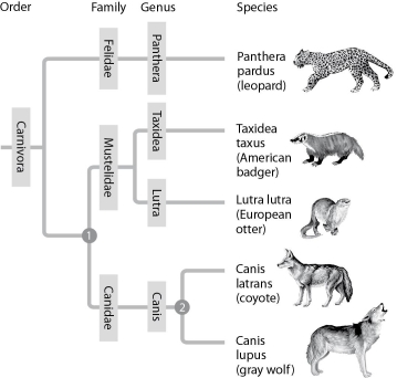 In figure shown below, which similarly inclusive taxon descended from the same common ancestor as Canidae?   A)  Felidae B)  Mustelidae C)  Carnivora D)  Canis E)  Lutra