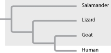 Based on the tree below, which statement is not correct?   A)  The salamander lineage is a basal taxon. B)  Salamanders are a sister group to the group containing lizards, goats, and humans. C)  Salamanders are as closely related to goats as to humans. D)  Lizards are more closely related to salamanders than to humans. E)  The group highlighted by shading is paraphyletic.