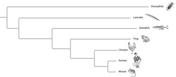 The relative lengths of the frog and mouse branches in the phylogenetic tree in the figure given below indicate that   A)  frogs evolved before mice. B)  mice evolved before frogs. C)  the genes of frogs and mice have only coincidental homoplasies. D)  the homolog has evolved more slowly in mice. E)  the homolog has evolved more rapidly in mice.