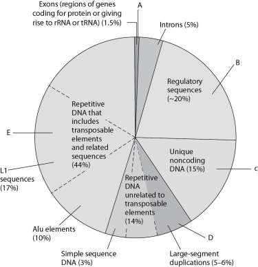 Use Figure 18.1 to answer the next few questions.    Figure 18.1 Types of DNA sequences in the human genome. The pie chart in Figure 18.1 represents the relative frequencies of the following in the human genome: I. repetitive DNA unrelated to transposons II. repetitive DNA that includes transposons III. unique noncoding DNA IV. introns and regulatory sequences V. exons -Which region includes Alu elements and LI sequences? A)  A B)  B C)  C D)  D E)  E