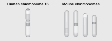 Use Figure 18.2 to answer the next few questions.    Figure 18.2 shows a diagram of blocks of genes on human chromosome 16 and the locations of blocks of similar genes on four chromosomes of the mouse. -Which of the following represents another example of the same phenomenon as that shown in Figure 18.2? A)  the apparent centric fusion between two chromosome pairs of primates such as chimps to form the ancestor of human chromosome 2 B)  the difference in the numbers of chromosomes in five species of one genus of birds C)  the formation of several pseudogenes in the globin gene family subsequent to human divergence from other primates D)  the high frequency of polyploidy in many species of angiosperms