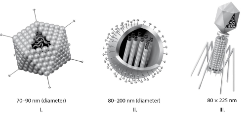   Figure 17.1 -Which of the three types of viruses shown in Figure 17.1 would you expect to include glycoproteins? A)  I only B)  II only C)  III only D)  I and II only E)  all three