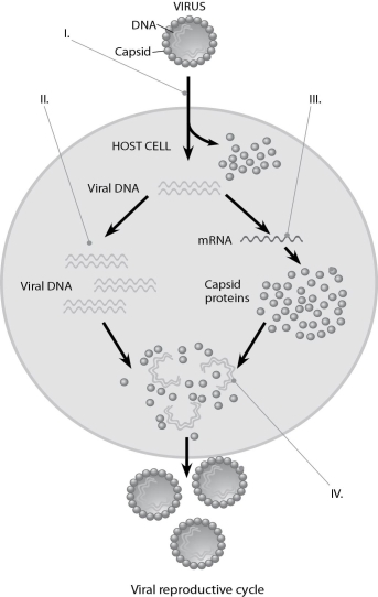   Figure 17.2 -In Figure 17.2, at the arrow marked II, what enzyme(s)  are being utilized? A)  reverse transcriptase B)  viral DNA polymerase C)  host cell DNA polymerase D)  host cell RNA polymerase E)  host cell DNA and RNA polymerases