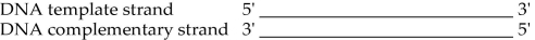Use the representation in Figure 14.3 to answer the following questions.    Figure 14.3 -In the transcription event of the previous DNA, where would the promoter be located? A)  at the 3' end of the newly made RNA B)  to the right of the template strand C)  to the left of the template strand D)  to the right of the sense strand E)  to the left of the sense strand