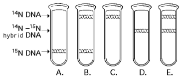<strong> Figure 13.1 A space probe returns with a culture of a microorganism found on a distant planet. Analysis shows that it is a carbon-based life-form that has DNA. You grow the cells in 15N medium for several generations and then transfer them to 14N medium. Which pattern in Figure 13.1 would you expect if the DNA was replicated in a conservative manner?</strong> A) A B) B C) C D) D E) E