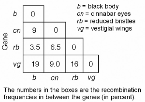   Figure 12.2 -In a series of mapping experiments, the recombination frequencies for four different linked genes of Drosophila were determined as shown in Figure 12.2. What is the order of these genes on a chromosome map? A)  rb-cn-vg-b B)  vg-b-rb-cn C)  cn-rb-b-vg D)  b-rb-cn-vg E)  vg-cn-b-rb