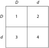 Use Figure 11.1 and the following description to answer the questions below. In a particular plant, leaf color is controlled by gene locus D. Plants with at least one allele D have dark green leaves, and plants with the homozygous recessive dd genotype have light green leaves. A true-breeding dark-leaved plant is crossed with a light-leaved one, and the F1 offspring is allowed to self-pollinate. The predicted outcome of the F2 is diagrammed in the Punnett square shown in Figure 11.1, where 1, 2, 3, and 4 represent the genotypes corresponding to each box within the square.    Figure 11.1 -Which of the boxes marked 1-4 correspond(s)  to plants with dark leaves? A)  1 only B)  1 and 2 C)  2 and 3 D)  4 only E)  1, 2, and 3