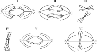 Refer to the drawings in Figure 10.2 of a single pair of homologous chromosomes as they might appear during various stages of either mitosis or meiosis, and answer the following questions.    Figure 10.2 -Which diagram(s)  represent(s)  anaphase II of meiosis? A)  II only B)  III only C)  IV only D)  V only E)  either II or V