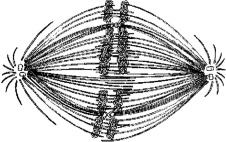 <strong> Figure 9.2 If the cell whose nuclear material is shown in Figure 9.2 continues toward completion of mitosis, which of the following events would occur next?</strong> A) cell membrane synthesis B) alignment of chromosomes at the metaphase plate C) segregation of daughter chromosomes toward the poles D) formation of telophase nuclei E) synthesis of sister chromatids