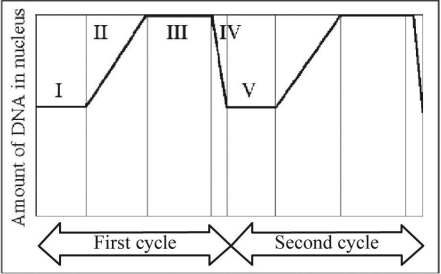   Figure 9.3 -In Figure 9.3, mitosis is represented by which numbered parts of the cycle? A)  I B)  II C)  III D)  IV E)  V
