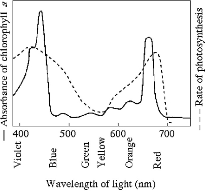   Figure 8.1 -Figure 8.1 shows the absorption spectrum for chlorophyll a and the action spectrum for photosynthesis. What wavelength of light is most effective in driving photosynthesis? A)  420 nm B)  450 nm C)  500 nm D)  650 nm E)  700 nm