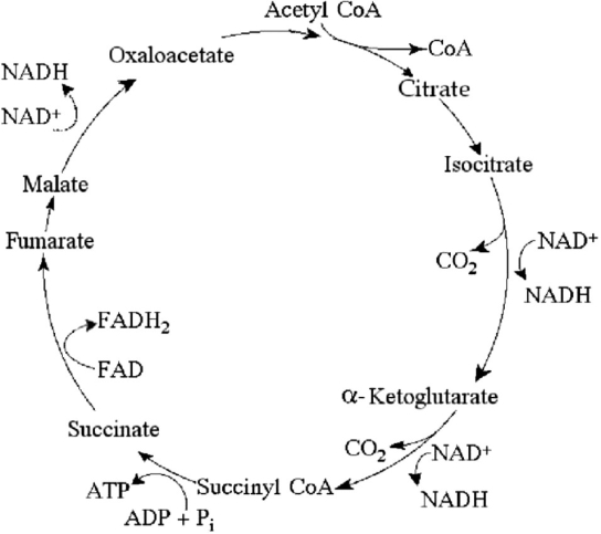   Figure 7.1 -Starting with one molecule of isocitrate and ending with fumarate, how many ATP molecules can be made through substrate-level phosphorylation (see Figure 7.1) ? A)  1 B)  2 C)  11 D)  12 E)  24