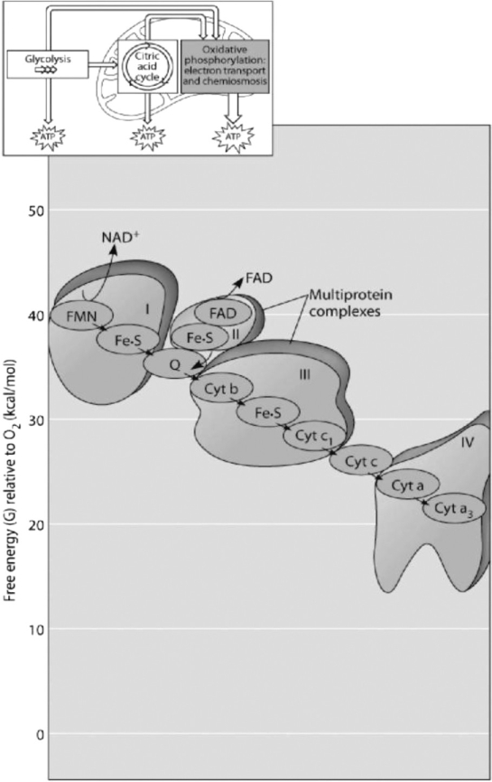   Figure 7.2 -Which of the protein complexes labeled with Roman numerals in Figure 7.2 will transfer electrons to O₂? A)  complex I B)  complex II C)  complex III D)  complex IV E)  All of the complexes can transfer electrons to O₂.