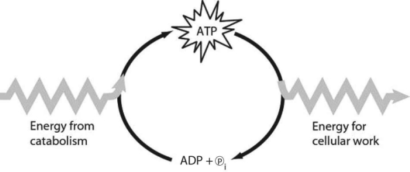   Figure 6.1 -Which of the following is the most correct interpretation of Figure 6.1? A)  Inorganic phosphate is created from organic phosphate. B)  Energy from catabolism can be used directly for performing cellular work. C)  ADP + ℗i are a set of molecules that store energy for catabolism. D)  ATP is a molecule that acts as an intermediary to store energy for cellular work. E)  ℗i acts as a shuttle molecule to move energy from ATP to ADP.