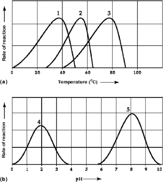   Figure 6.3 Activity of various enzymes (a)  at various temperatures and (b)  at various pH. -Which temperature and pH profile curves on the graphs in Figure 6.3 were most likely generated from analysis of an enzyme from a human stomach, where conditions are strongly acid? A)  curves 1 and 4 B)  curves 1 and 5 C)  curves 2 and 4 D)  curves 2 and 5 E)  curves 3 and 4