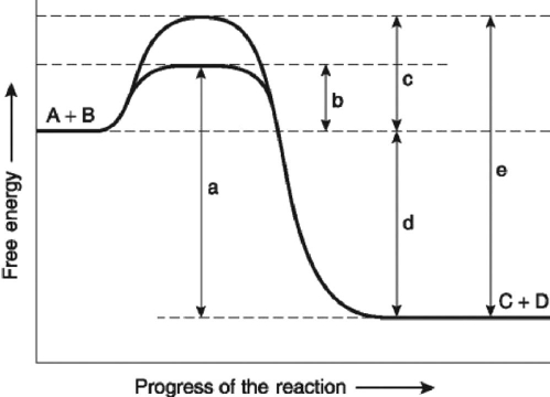The following question(s)  are based on the reaction A + B ↔ C + D shown in Figure 6.4.   Figure 6.4 -Which of the following represents the activation energy needed for the noncatalyzed reverse reaction, C + D → A + B, in Figure 6.4? A)  a B)  b C)  c D)  d E)  e