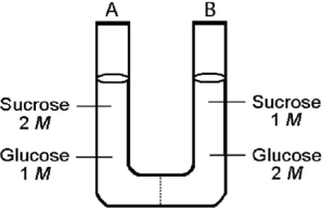   Figure 5.2 The solutions in the two arms of this U-tube (Figure 5.2)  are separated by a membrane that is permeable to water and glucose but not to sucrose. Side A is half-filled with a solution of 2 M sucrose and 1 M glucose. Side B is half-filled with 1 M sucrose and 2 M glucose. Initially, the liquid levels are equal. Refer to the figure to answer the following question(s) . -After the system depicted in the figure reaches equilibrium, what changes are observed with respect to the concentrations of sugars? A)  The concentration of sucrose is equal in sides A and B and the concentrations of glucose are unchanged. B)  The concentrations of glucose and sucrose are equal in sides A and B. C)  The concentration of glucose is equal in sides A and B and the concentrations of sucrose are unchanged. D)  The water levels change, but the concentrations of glucose and sucrose in sides A and B are unchanged.