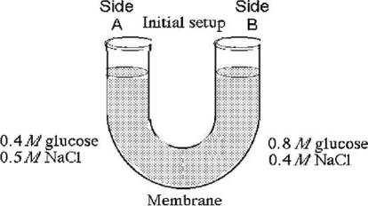   Figure 5.3 The solutions in the arms of a U-tube (Figure 5.3)  are separated at the bottom of the tube by a selectively permeable membrane. The membrane is permeable to sodium chloride but not to glucose. Side A is filled with a solution of 0.4 M glucose and 0.5 M sodium chloride (NaCl) , and side B is filled with a solution containing 0.8 M glucose and 0.4 M sodium chloride. Initially, the volume in both arms is the same. Refer to the figure to answer the following questions. -At the beginning of the experiment, side A in the figure A)  is hypertonic to side B. B)  is hypotonic to side B. C)  is isotonic to side B. D)  is hypertonic to side B with respect to glucose. E)  is hypotonic to side B with respect to sodium chloride. 