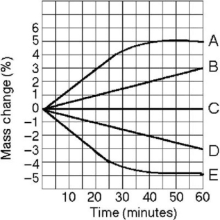   Figure 5.4 Five dialysis bags, constructed from a semipermeable membrane that is impermeable to sucrose, were filled with various concentrations of sucrose and then placed in separate beakers containing an initial concentration of 0.6 M sucrose solution. At 10-minute intervals, the bags were massed (weighed)  and the percent change in mass of each bag was graphed. Refer to Figure 5.4 to answer the following question(s) . -Which line or lines in the graph in the figure represent(s)  bags that contain a solution that is hypertonic at 50 minutes? A)  A and B B)  B C)  C D)  D E)  D and E