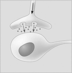   Figure 5.5 -In Figure 5.5, the dots in the space between the two structures represent which of the following? A)  receptor molecules B)  signal transducers C)  neurotransmitters D)  hormones