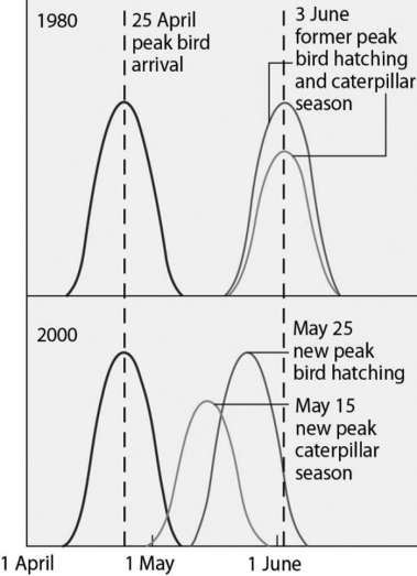   Figure 43.3 Use the graph in Figure 43.3 and the information provided in the paragraph below to answer the following questions. Flycatcher birds that migrate from Africa to Europe feed their nestlings a diet that is almost exclusively moth caterpillars. The graph in Figure 43.3 shows the mean (peak)  dates of bird arrival, bird hatching, and caterpillar season for the years 1980 and 2000. -Suppose you attend a town meeting at which some experts tell the audience that they have performed a cost-benefit analysis of a proposed transit system that would probably reduce overall air pollution and fossil fuel consumption. The analysis, however, reveals that ticket prices will not cover the cost of operating the system when fuel, wages, and equipment are taken into account. As a biologist, you know that if ecosystem services had been included in the analysis the experts might have arrived at a different answer. Why are ecosystem services rarely included in economic analyses? A)  People take them for granted because we generally do not pay for them. B)  They are not worth much and would not greatly change the cost-benefit analysis. C)  There are too many variables to include in ecosystem services, making their calculation impossible. D)  Ecosystem services only take into account abiotic factors that affect local environments. 