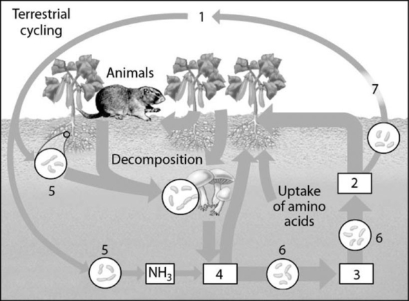   Figure 42.3 -In the diagram of the nitrogen cycle in Figure 42.3, which number represents the ammonium ion (NH4+) ? A)  1 B)  2 C)  3 D)  4