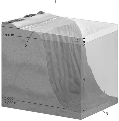 Figure 40.2 shows a generalized cross section of the marine environment with various zones labeled with letters. Choose the number that best answers the question(s) .   Figure 40.2 -Which zone produces the most global oxygen? A)  1 B)  2 C)  3 D)  4 E)  5
