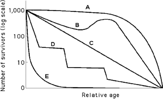   Figure 40.3 -Which curve best describes survivorship in a marine crustacean that molts (i.e., sheds its exoskeleton in order to grow) ? A)  A B)  B C)  C D)  D E)  E