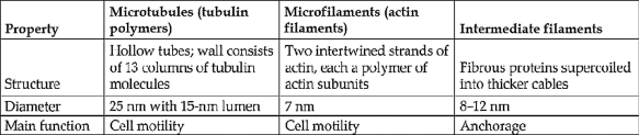   Table 4.1The differences among the three categories of cytoskeletal elements outlined in Table 4.1 suggest that each has a specialized role. Which of the following is a correct match between a cytoskeletal element and its function? (All three elements are involved in the maintenance of cell shape.)  A)  microfilaments and intracellular vesicle transport B)  microtubules and cleavage furrow formation C)  microfilaments and flagellar motility D)  intermediate filaments and cytoplasmic streaming E)  microtubules and chromosome movement