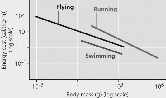   Figure 39.2 The most energetically efficient locomotion per unit mass is likely A)  running by a 50-gram rodent. B)  running by a 40-kg ungulate. C)  flying by a 100-g bird. D)  swimming by a 10-g minnow (bony fish) . E)  swimming by a 100-kg tuna (bony fish) .