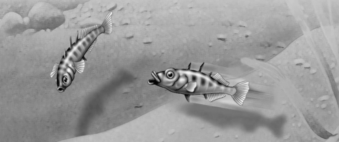   Figure 39.3 In the territorial behavior of the stickleback fish, the red belly of one male that elicits attack from another male is functioning as a A)  pheromone. B)  sign stimulus. C)  fixed action pattern. D)  hormone.
