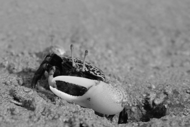   Figure 39.4 The behavior of most animals is influenced by the periods of daylight and darkness in the environment. Fiddler crabs' courtship behaviors are instead synchronized by the 29 1/2-day cycle of the moon. What is the adaptive significance of using lunar cues? A)  The fiddler crab courtship ritual is highly visual, so individuals need the light of the full moon to be able to observe courtship displays. B)  Egg maturation in fiddler crab females takes 29 1/2 days. C)  By courting at the full and new moon, fiddler crabs link their reproduction to the times of the highest tides that disperse their larvae to safer, deeper waters. D)  The algae that larval fiddler crabs consume for energy and metabolism bloom on a monthly cycle, so recently hatched larvae have plenty to eat during a crucial time of their lives. E)  It takes about 29 days for a fiddler crab to reach sexual maturity.