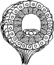   Figure 38.1 -  Figure 38.2 The structure diagrammed in Figure 38.2 is a A)  rod. B)  statocyst. C)  taste bud. D)  cone. E)  olfactory bulb.