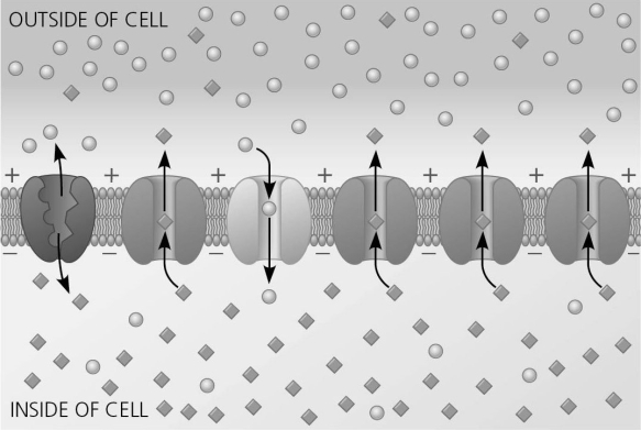   Figure 37.2 Figure 37.2 shows many channels in a cell membrane. The channel third from the left is a voltage-gated sodium channel. What would happen if this channel became blocked and thus unable to function? A)  The cell's membrane potential would not change. B)  The cell would hyperpolarize. C)  The cell would depolarize. D)  There is not enough information to make a conclusion.