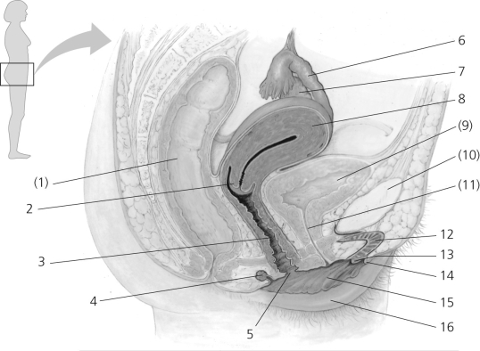   Figure 36.1 Some nonreproductive structures are labeled in parentheses for orientation purposes. -In Figure 36.1, which number corresponds to the oviduct? A)  2 B)  4 C)  6 D)  12 E)  13