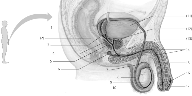   Figure 36.2 Some nonreproductive structures are labeled in parentheses for orientation purposes. -In the figure, which numbers correspond to the vas deferens? A)  1, 4 B)  2, 6 C)  8, 13 D)  3, 7 E)  5, 12