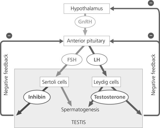   Figure 36.3 According to the figure, what is a likely consequence if one or both negative feedback loops do not function properly? A)  Androgen levels will not be maintained at optimal levels. B)  Estrogen levels will not be maintained at optimal levels. C)  Oogenesis will not occur as frequently. D)  Mammalian reproduction will cease.