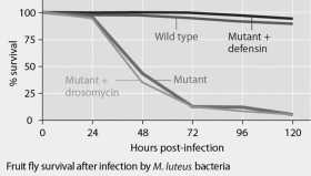 Mutant fruit flies that make only one antimicrobial peptide (defensin or drosomycin)  were tested for survival after infection with Neurospora crassa fungi or with Micrococcus luteus bacteria, and the results are shown in Figures 35.1 and 35.2.     Figure 35.1 Figure 35.2 The results shown in the graphs in Figures 35.1 and 35.2 support the hypothesis that A)  adding the defensin gene to such mutants exacerbates fungal infections. B)  adding the drosomycin gene to such mutants protects them from bacterial infection. C)  wild-type flies with the full set of genes for antimicrobial peptides are highly susceptible to these infective agents. D)  the presence of any single antimicrobial peptide protects against both infective agents. E)  even the wild-type flies rarely, if ever, survive for five days.